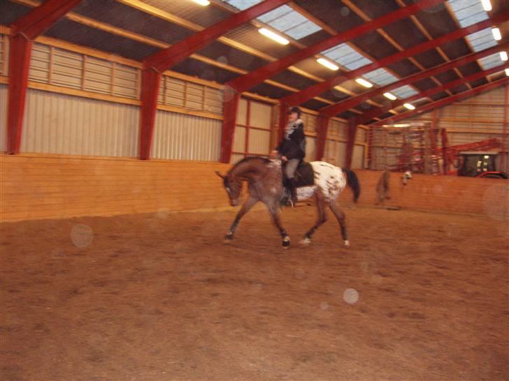 Knabstrupper Fredderikstens: Vanice  - Dette er et billede der er taget d.21/2.08 :D  billede 5