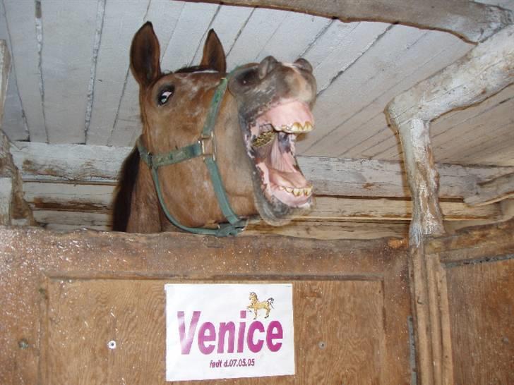 Knabstrupper Fredderikstens: Vanice  - Billedet er taget den dag vi var oppe og kigge på hende :) d.4/5.08. billede 6