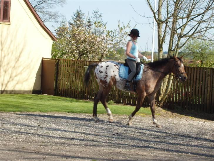 Knabstrupper Fredderikstens: Vanice  - Første tur.  d.4/5 2008 billede 7