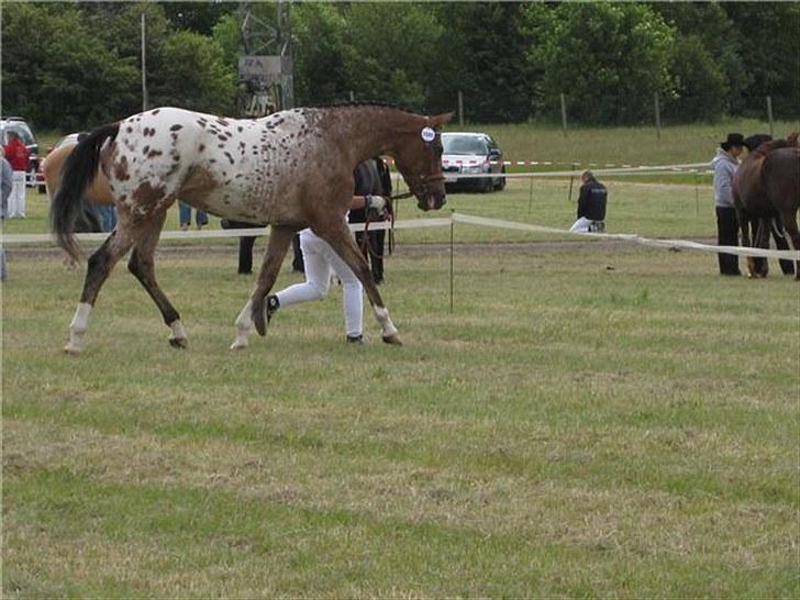 Knabstrupper Fredderikstens: Vanice  - Roskilde dyrskue 2009.  24 point og æres præmie. billede 8