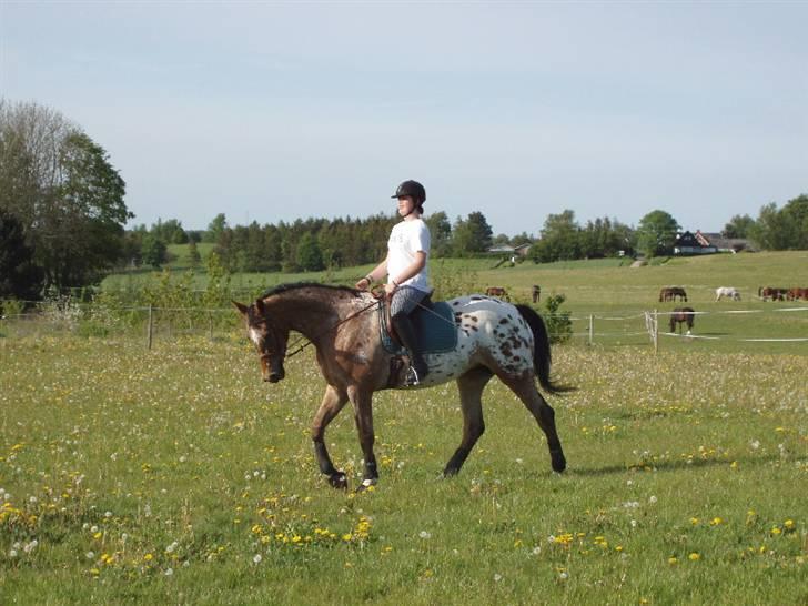 Knabstrupper Fredderikstens: Vanice  - Trav - Dejlig tur på marken - Træning til roskilde dyrskue.  d.2 Juni *Nyt* billede 10