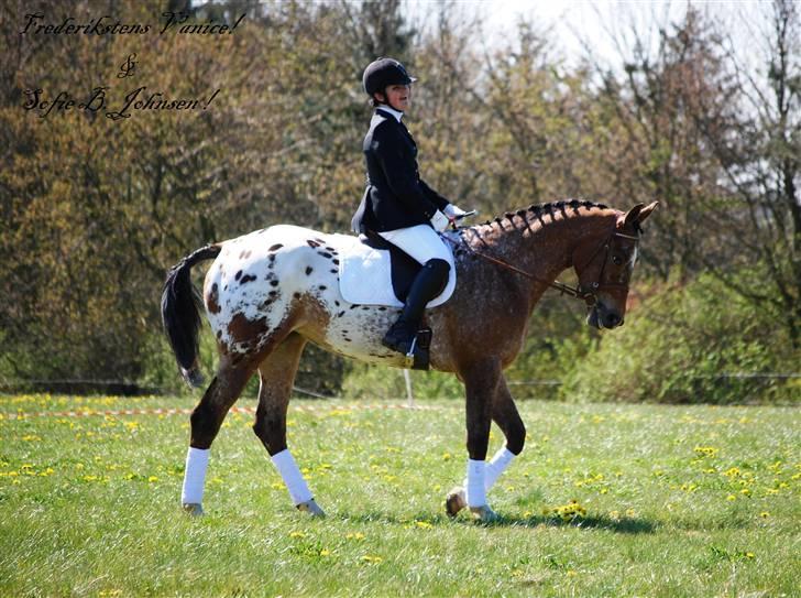 Knabstrupper Fredderikstens: Vanice  - Knabstrupper dag i Åmosen *Opvisning* billede 11
