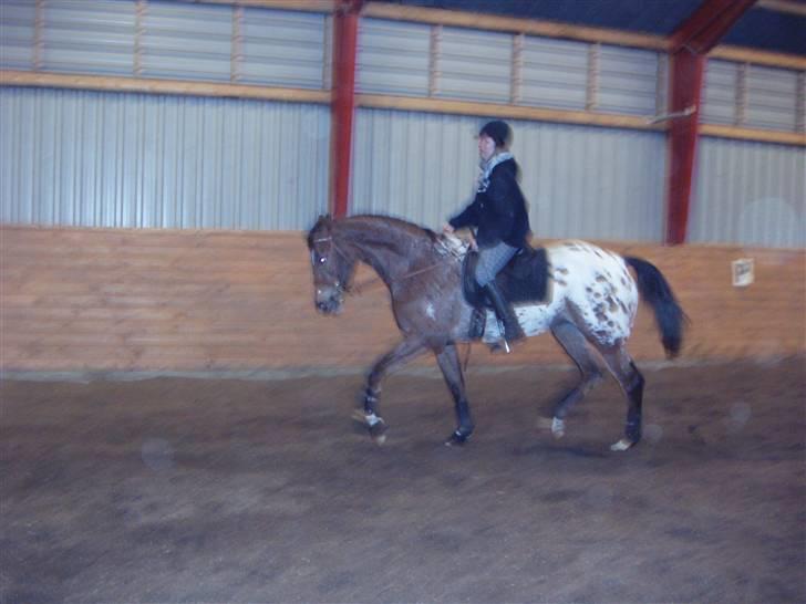 Knabstrupper Fredderikstens: Vanice  - Dette billede er taget d.21/2.08. *Nyt*  billede 12