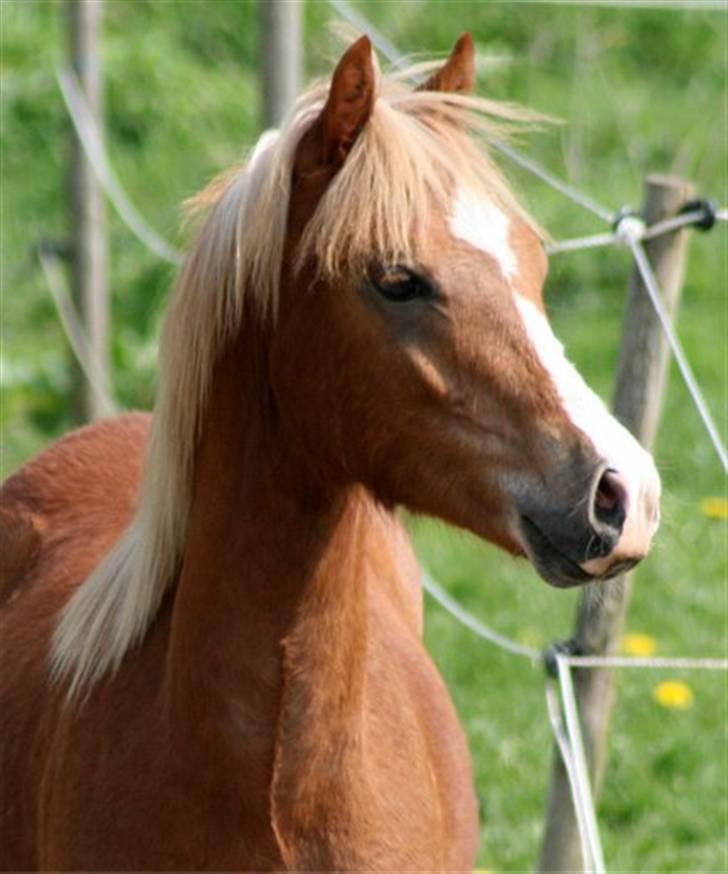 Welsh Pony (sec B) Total Surprise AA - SOLGT billede 1