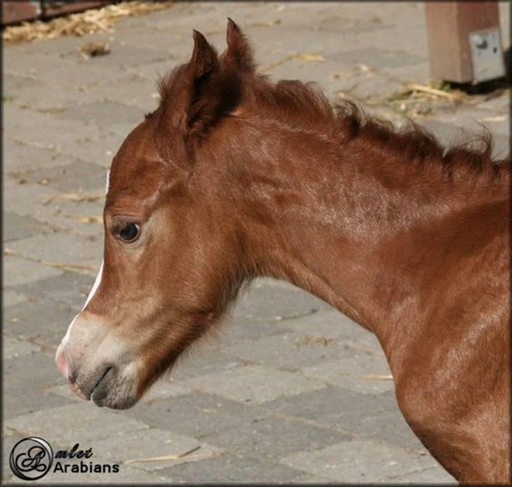 Welsh Pony (sec B) Total Surprise AA - SOLGT billede 2