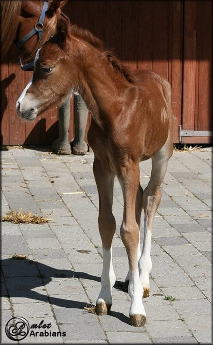 Welsh Pony (sec B) Total Surprise AA - SOLGT billede 3