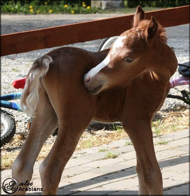 Welsh Pony (sec B) Total Surprise AA - SOLGT billede 4