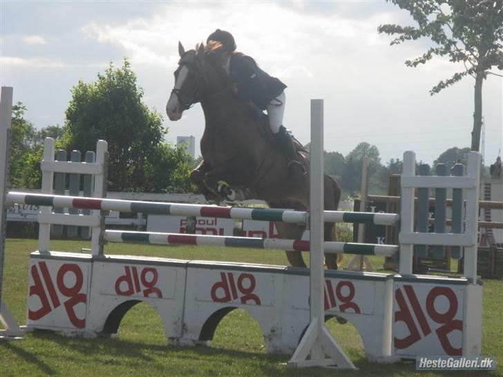 Hollandsk Sportspony Baltasar-DEN BEDSTE-R.I.P - Opvarmning :) billede 9