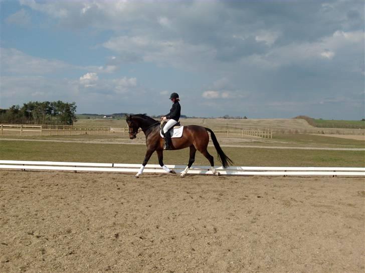 Dansk Varmblod Miss Lightfoot billede 11