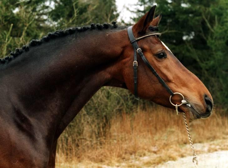 Dansk Varmblod Miss Lightfoot - Miss Ligthfoots far. Michellino billede 12