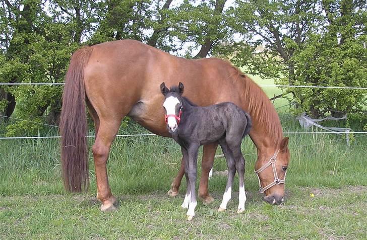 DSP Safir´s Aston billede 4