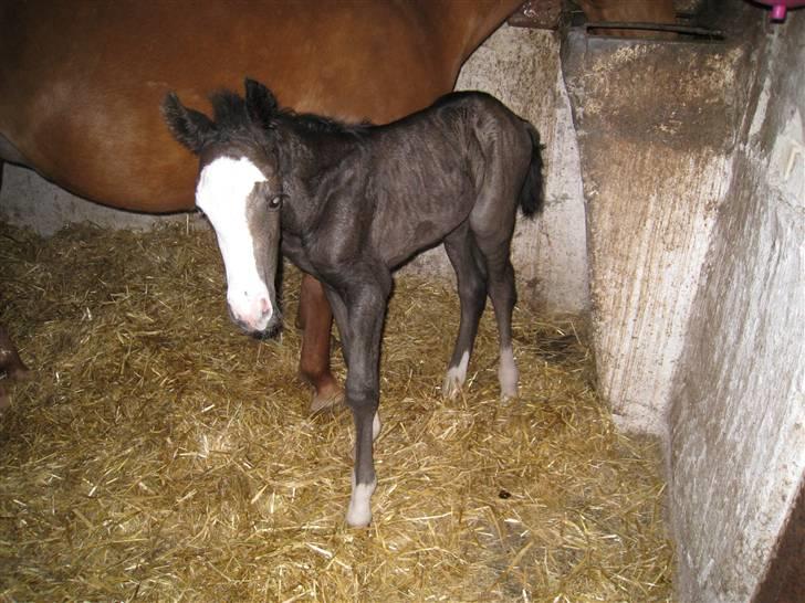 DSP Safir´s Aston billede 6