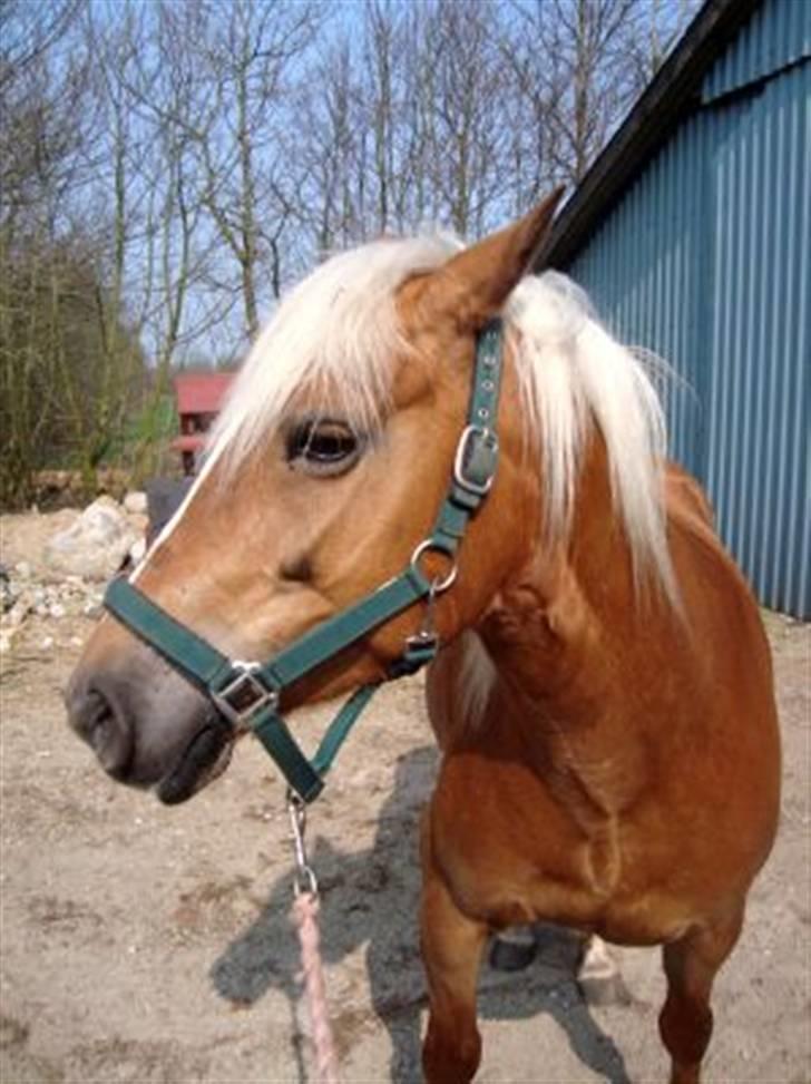 Haflinger Mille  billede 11