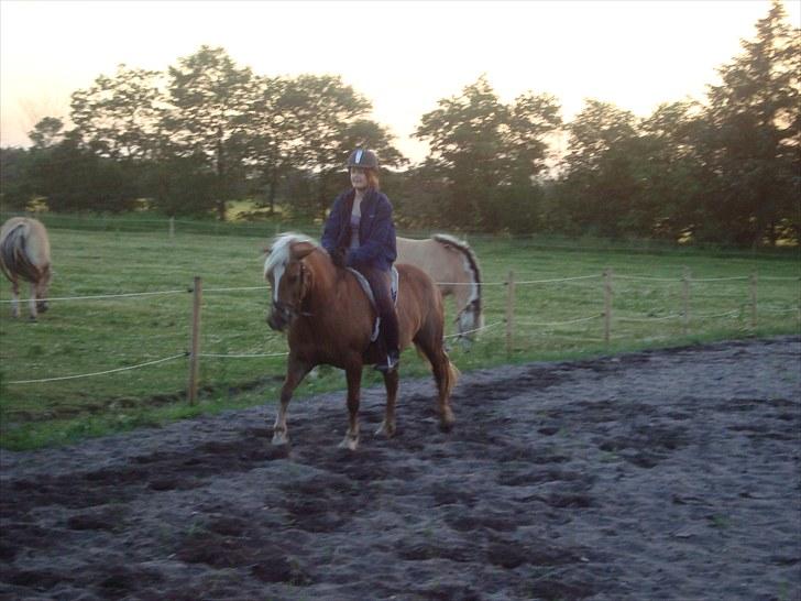 Haflinger Mille  - Mig og mille billede 12