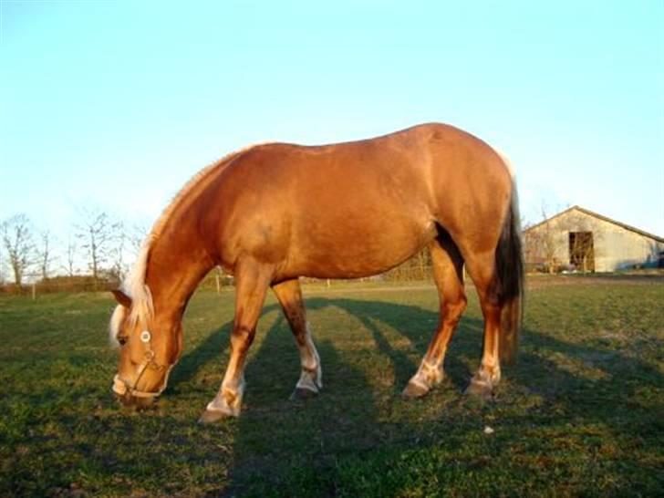 Haflinger Mille  - Foto Mig billede 13