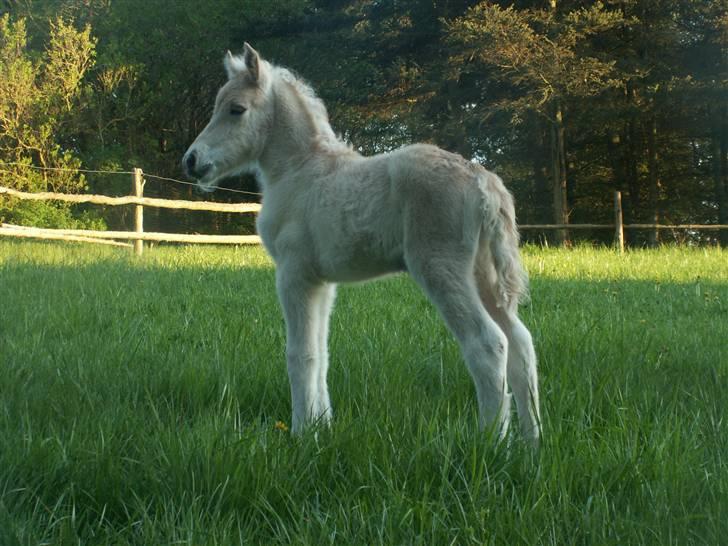 Fjordhest Mosegårdens Famøs (Solgt) - Knapt et døgn gammel og på fold første gang. billede 1