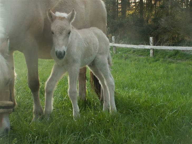 Fjordhest Mosegårdens Famøs (Solgt) billede 2