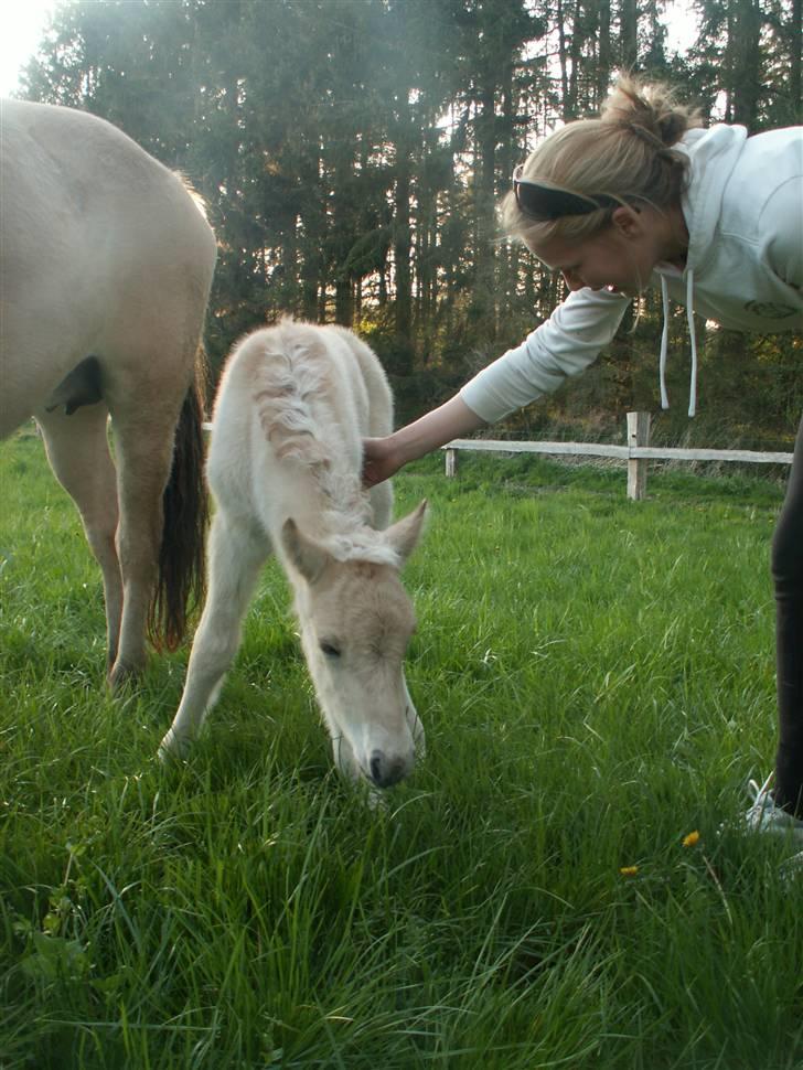 Fjordhest Mosegårdens Famøs (Solgt) billede 3