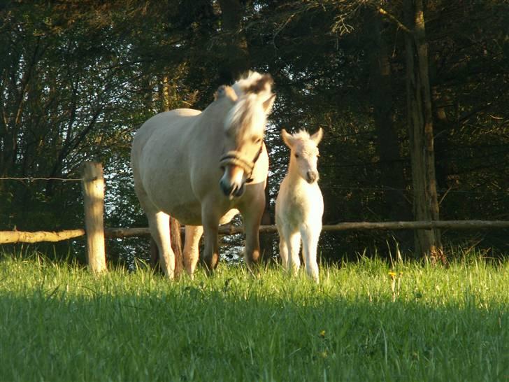 Fjordhest Mosegårdens Famøs (Solgt) billede 4