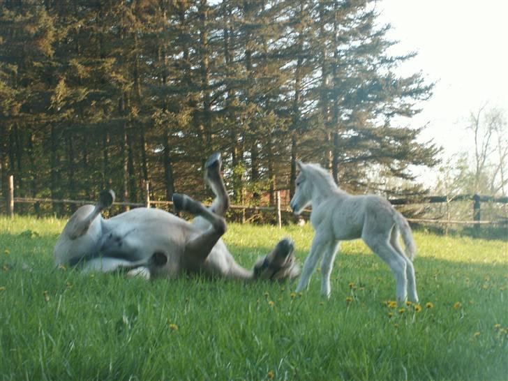 Fjordhest Mosegårdens Famøs (Solgt) billede 5