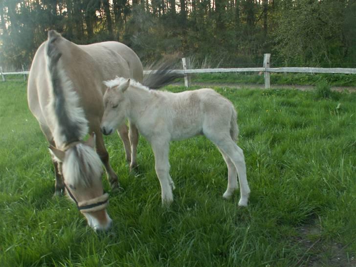 Fjordhest Mosegårdens Famøs (Solgt) billede 6