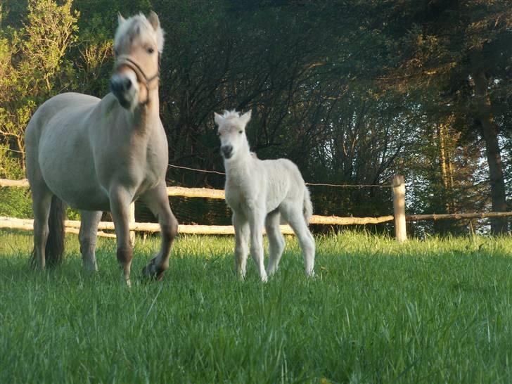 Fjordhest Mosegårdens Famøs (Solgt) billede 7