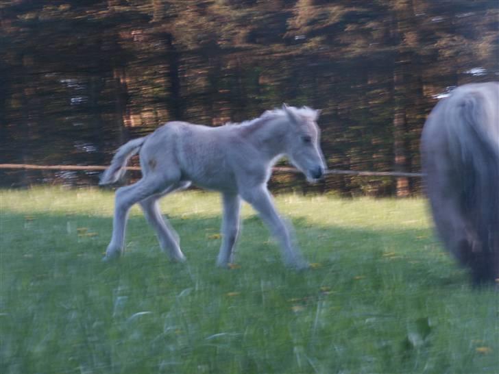Fjordhest Mosegårdens Famøs (Solgt) billede 8