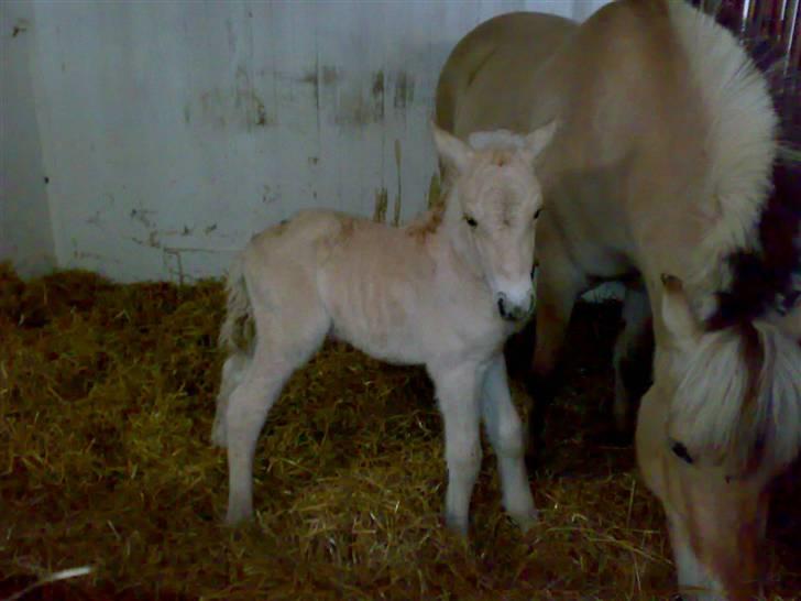 Fjordhest Mosegårdens Famøs (Solgt) billede 9