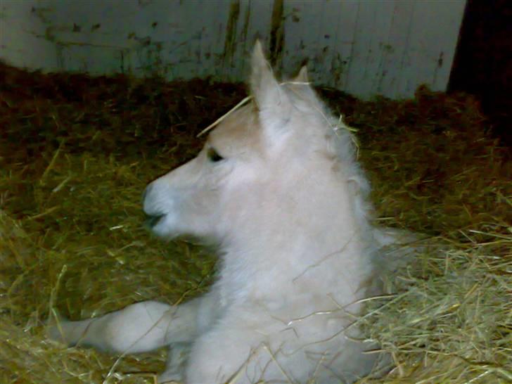 Fjordhest Mosegårdens Famøs (Solgt) billede 10