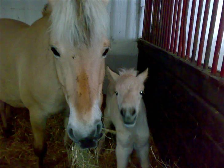 Fjordhest Mosegårdens Famøs (Solgt) billede 11