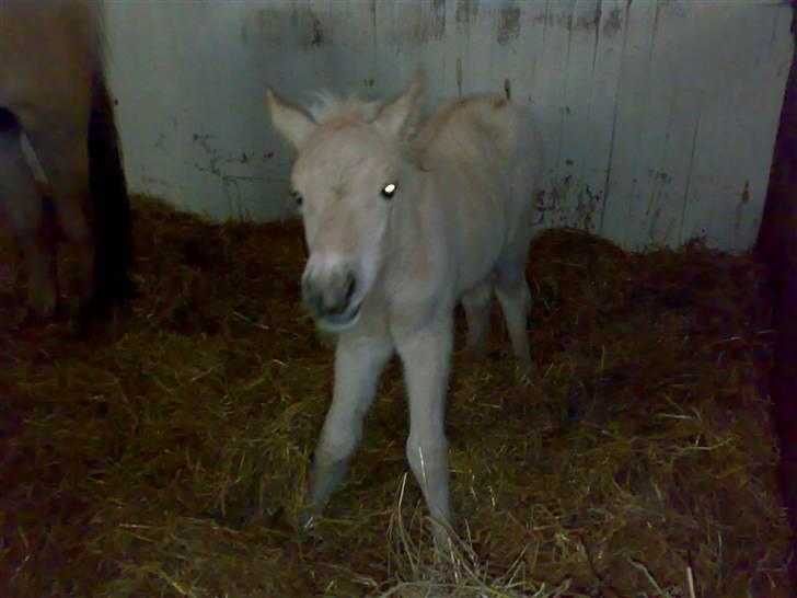 Fjordhest Mosegårdens Famøs (Solgt) billede 12