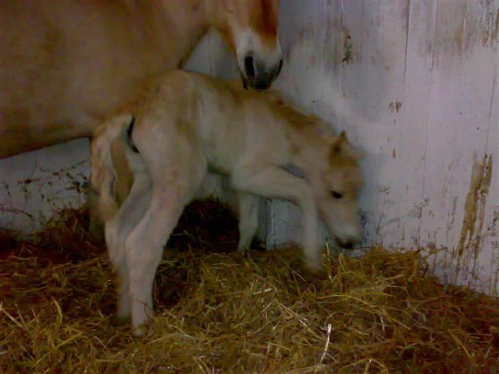 Fjordhest Mosegårdens Famøs (Solgt) billede 13