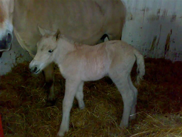 Fjordhest Mosegårdens Famøs (Solgt) billede 14