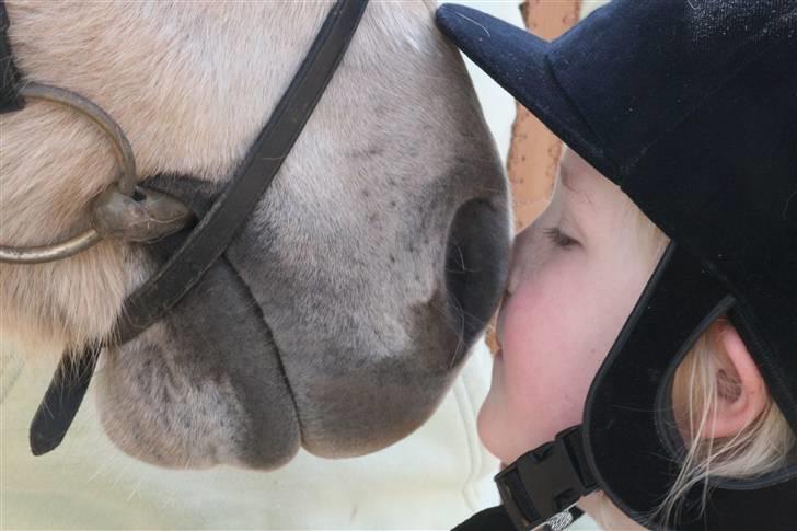 Fjordhest Mosegårdens Cluè  billede 14