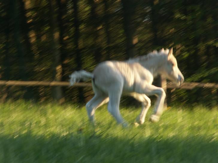 Fjordhest Mosegårdens Famøs (Solgt) billede 15