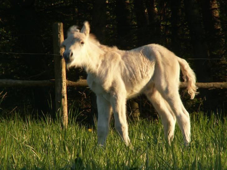 Fjordhest Mosegårdens Famøs (Solgt) billede 16