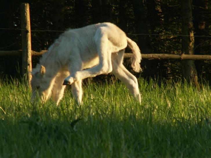 Fjordhest Mosegårdens Famøs (Solgt) billede 17