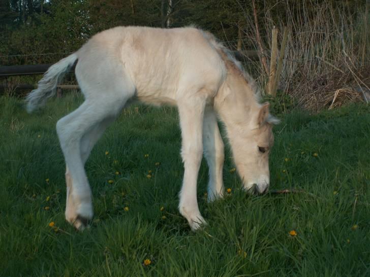 Fjordhest Mosegårdens Famøs (Solgt) billede 18