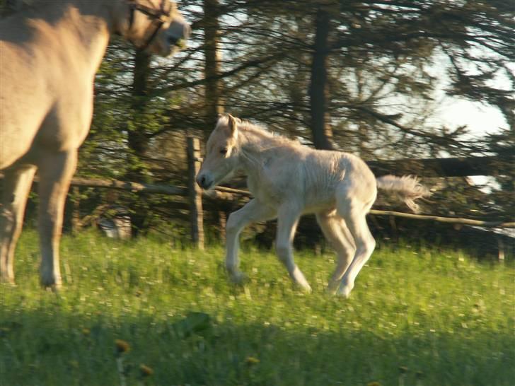 Fjordhest Mosegårdens Famøs (Solgt) billede 19