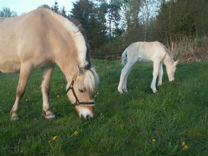 Fjordhest Mosegårdens Famøs (Solgt) billede 20