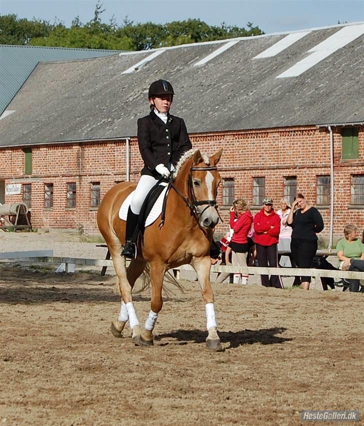 Haflinger CIRKELINE <3<3 - stævne LB1 2 plads  ,, cirkeline du var dejlig (LL) billede 18