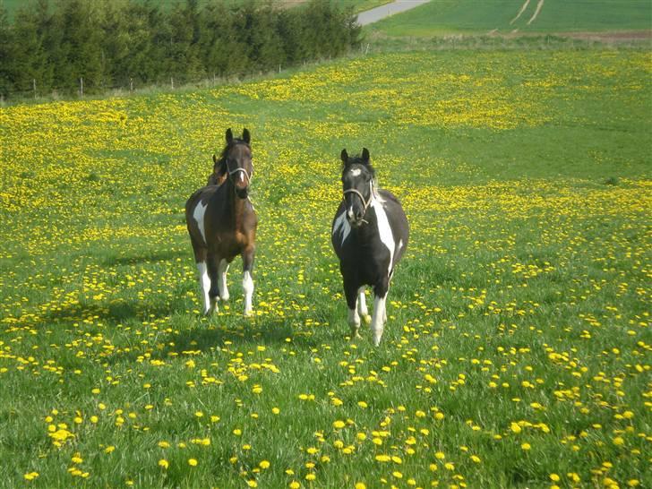 Hollandsk Varmblod Ranger ( Sover sødt nu) billede 15