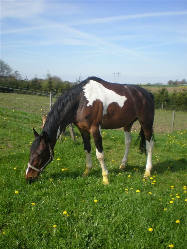 Hollandsk Varmblod Ranger ( Sover sødt nu) billede 16