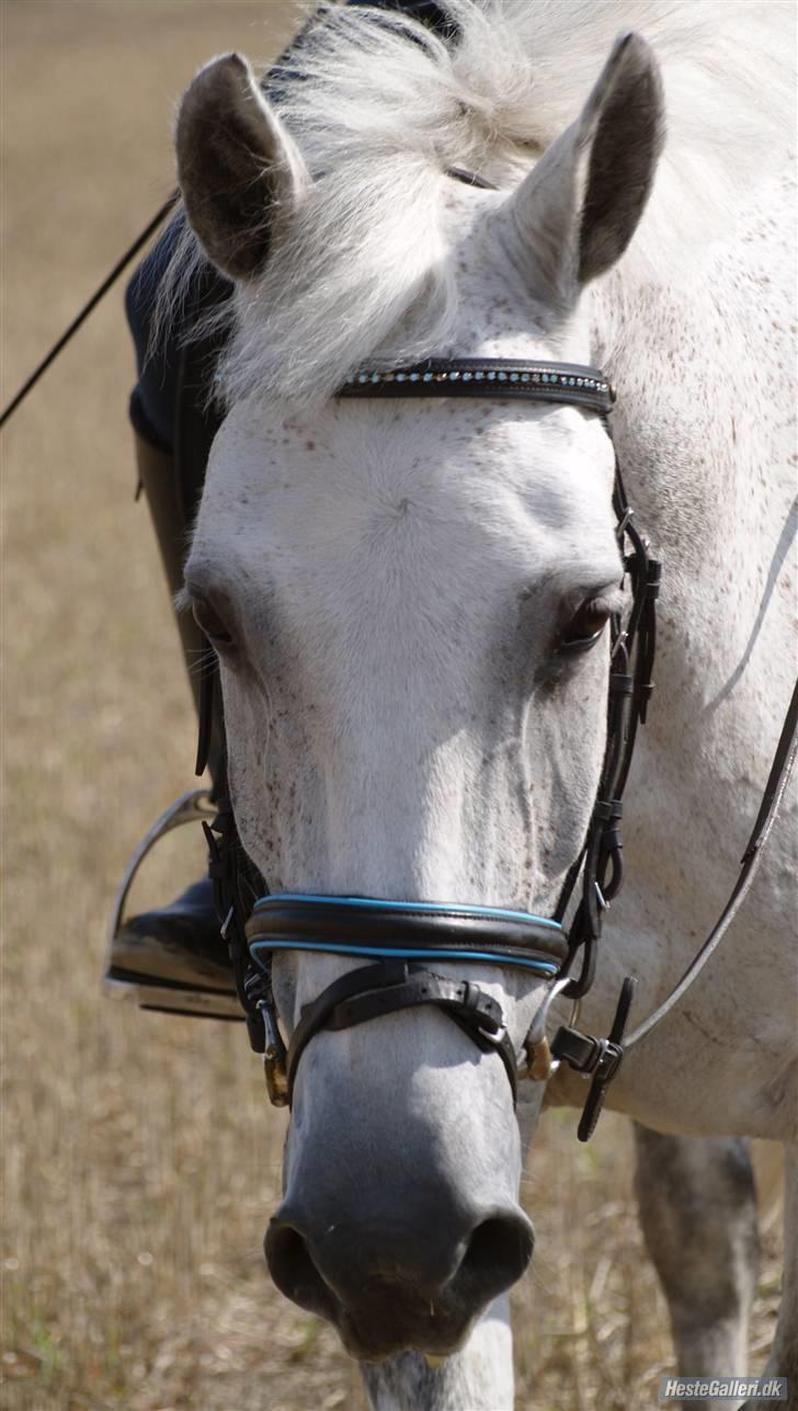 Anden særlig race Åge<33 - på marken :) Foto: marie.. billede 16