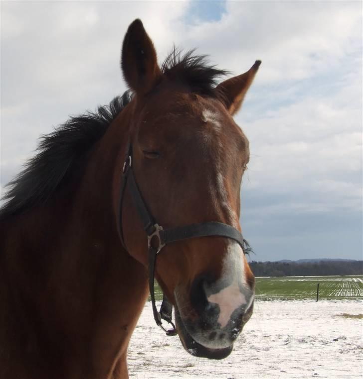 Dansk Varmblod Cassiopeia - Cassiopeia fnyser ! billede 1