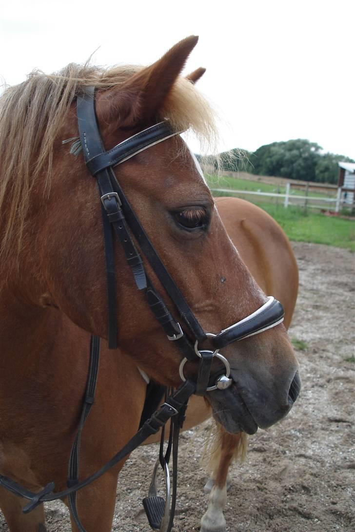 Welsh Mountain (sec A) Tøssen R.I.P billede 1