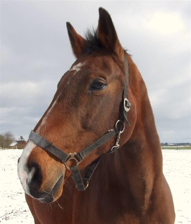 Dansk Varmblod Cassiopeia - Cassiopeia står model for mette ! billede 2