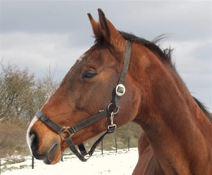 Dansk Varmblod Cassiopeia - Cassie billede 3