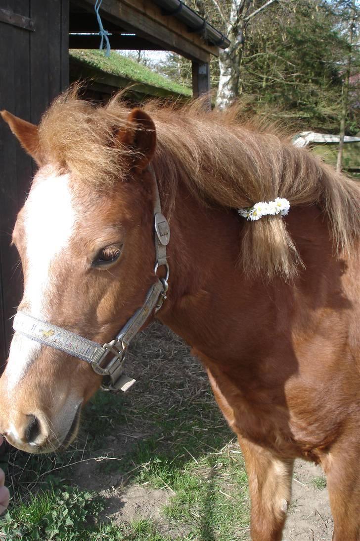 Welsh Mountain (sec A) Tøssen R.I.P billede 3