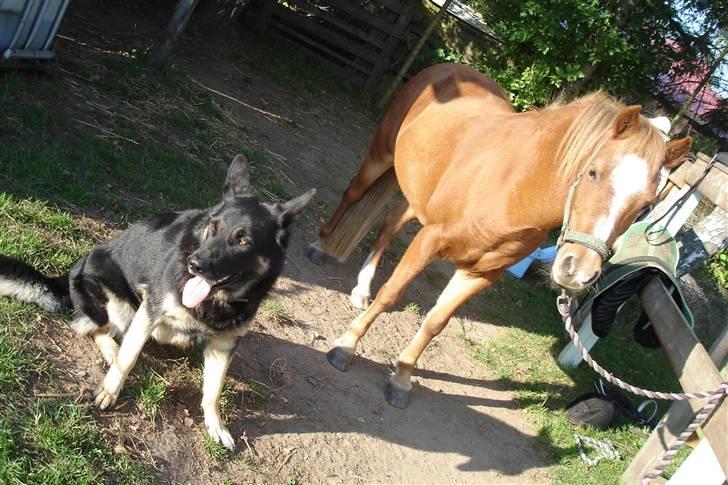 Welsh Mountain (sec A) Tøssen R.I.P - tøssen og django billede 4